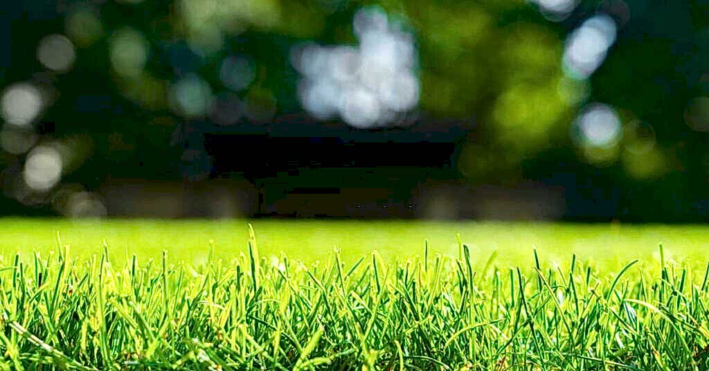 Yapay Çim ve Doğal Çim Arasındaki Farklar Nelerdir?