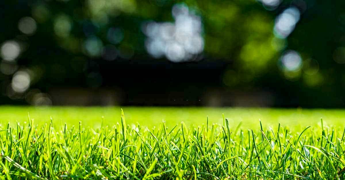 Yapay Çim ve Doğal Çim Arasındaki Farklar Nelerdir?